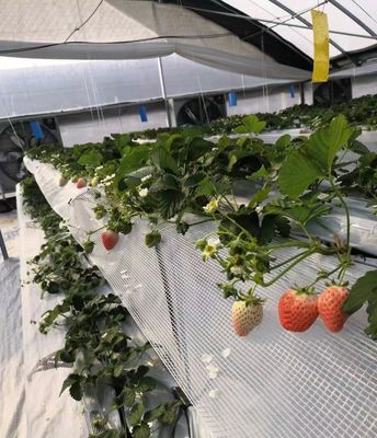 Customization Multi-Span Film Greenhouse with US Currency and Customized Request
