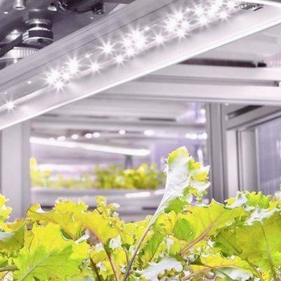 Vertical Farming Hydroponics Greenhouse in 40HQ Reefer Container with Steel Structure