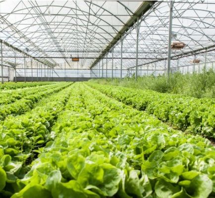 Double-Arch Film Greenhouse for Cucumber Growth Multi-Span and Sturdy Film Cover