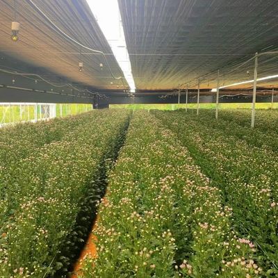 USA/Canada Steel Structure Vegetables Planting Single-Arch Greenhouse for Hydroponics