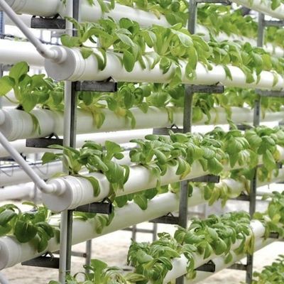 Greenhouse for Soilless Cultivation of Large-Scale Vegetable and Fruit Production