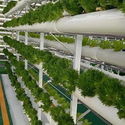 Greenhouse for Soilless Cultivation of Large-Scale Vegetable and Fruit Production