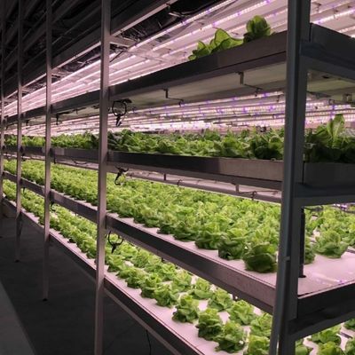 Greenhouse for Soilless Cultivation of Large-Scale Vegetable and Fruit Production
