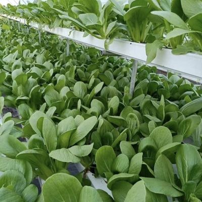 Arch Type Plastic Agriculture Greenhouse for Tomato/Cucumber Strawberry with Hydroponics Growing System