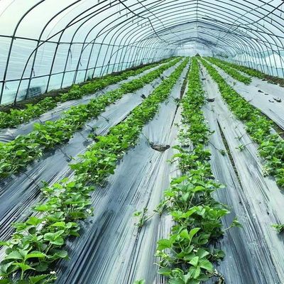 Large Single Layer Film Tunnel Greenhouse for Year-Round Cultivation Currency US