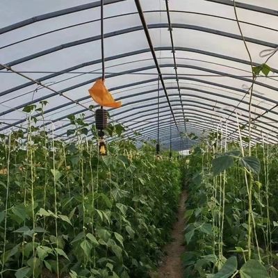 Polytunnel Plastic Tunnel Single Span Agricultural Greenhouse for Customized Request