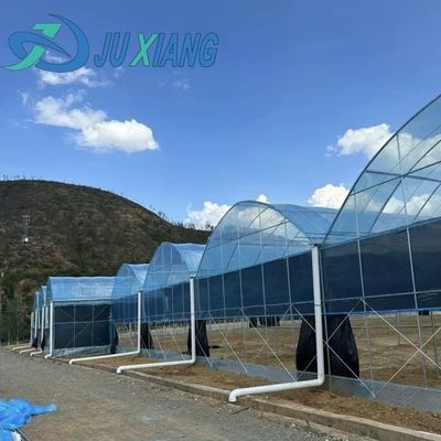 Shipping Cost Agricultural Multi-Span Plastic Tunnel Film Greenhouse Customization
