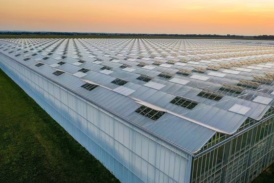 Shipping Cost Agricultural Multi-Span Plastic Tunnel Film Greenhouse Customization