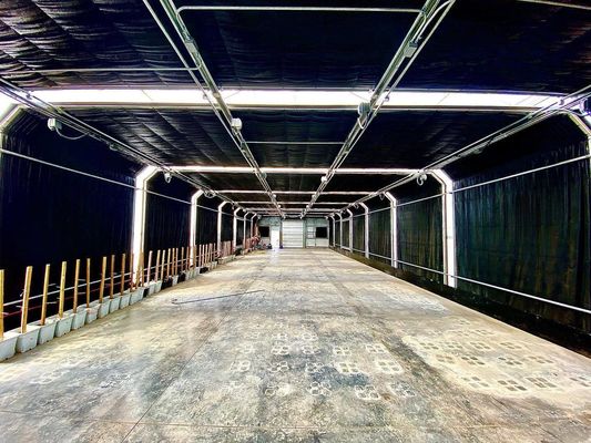 Shipping Cost Agricultural Multi-Span Plastic Tunnel Film Greenhouse Customization