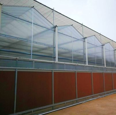 Industrial Tunnel Film Multispan Greenhouses with Hydroponic Technology and Materials