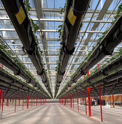 20GP 40GP 40HC Steel-Plastic Building Materials Greenhouse for Medical Plant/Mushroom