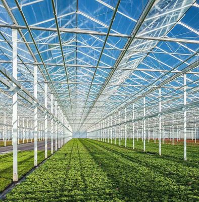 20GP 40GP 40HC Steel-Plastic Building Materials Greenhouse for Medical Plant/Mushroom