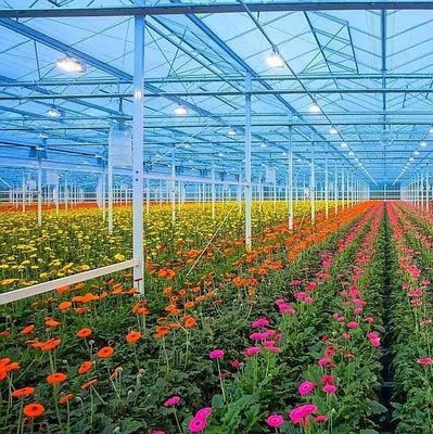 Plastic Sheet Blackout Greenhouse for Seedling Cultivation and Medical Plant/Mushroom
