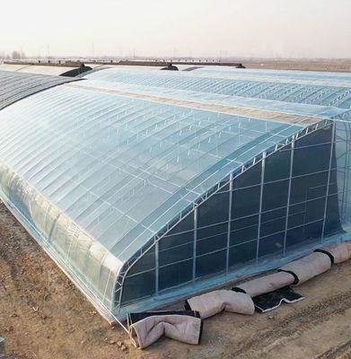 US Agricultural Multi Span Tunnel Plastic Film Greenhouses with Hydroponic System
