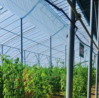 Hydroponics Cultivation Method Single Layer Film Greenhouse for Lettuce/Spinach/Cerly