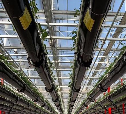Hydroponics Cultivation Method Single Layer Film Greenhouse for Lettuce/Spinach/Cerly