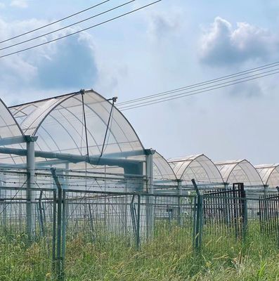 Hydroponics Cultivation Method Single Layer Film Greenhouse for Lettuce/Spinach/Cerly