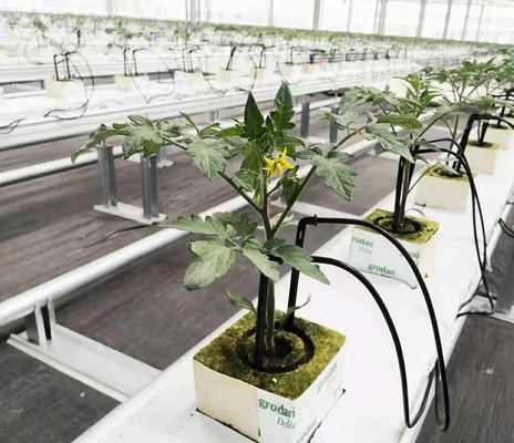 Hydroponics Cultivation Method Single Layer Film Greenhouse for Lettuce/Spinach/Cerly