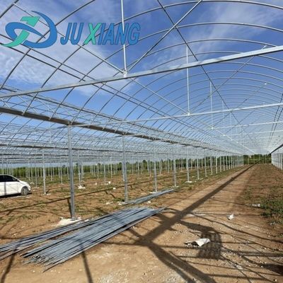 Transform Your Farming Experience with Tomato Cucumber Strawberry Hydroponics System