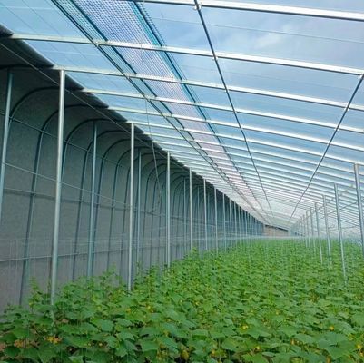 Transform Your Farming Experience with Tomato Cucumber Strawberry Hydroponics System