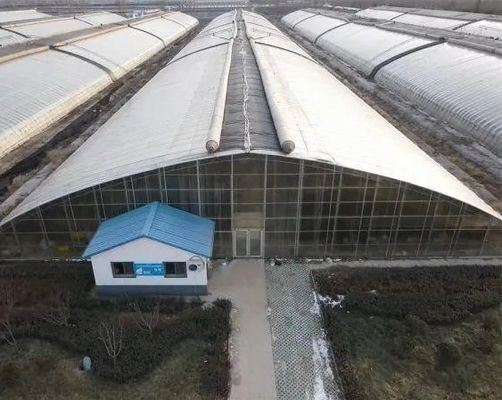 Transform Your Farming Experience with Tomato Cucumber Strawberry Hydroponics System