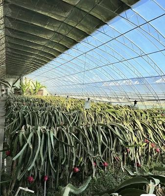 Multi-Span Venlo Glass Greenhouse with Cocopeat Hydroponics System and Customization