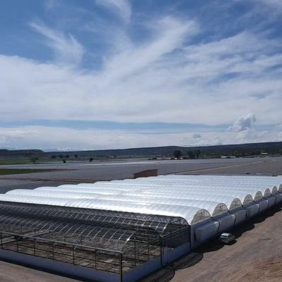 Multi-Span Venlo Glass Greenhouse with Cocopeat Hydroponics System and Customization