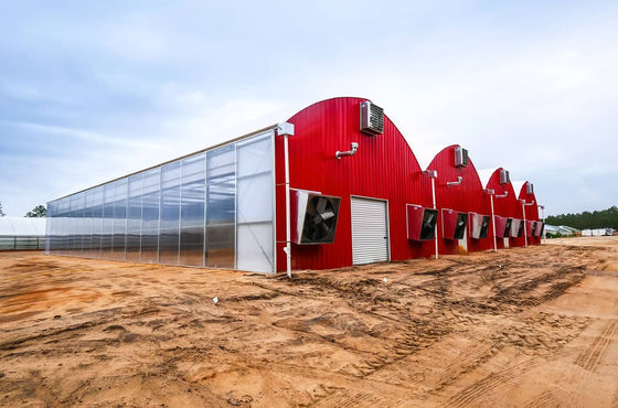 Multi-Span Venlo Glass Greenhouse with Cocopeat Hydroponics System and Customization