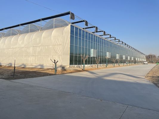 Multi-Span Venlo Glass Greenhouse with Cocopeat Hydroponics System and Customization