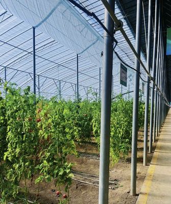 Multi-Span Tunnel Vegetable Production Greenhouse with 1 Square Meter Minimum Order