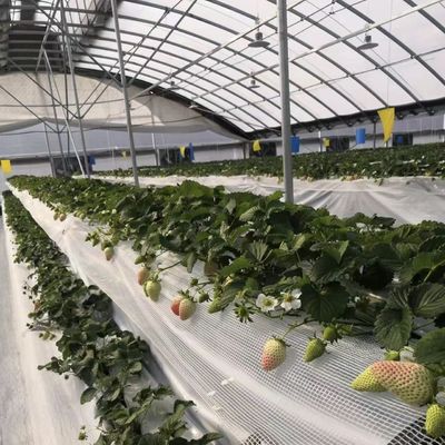 30-Day Return Refunds Get a Refund for Our Multi-Span Agriculture Tunnel Greenhouse Kit