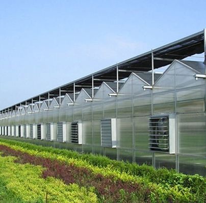 Large Aquaculture Tomato Cucumber Strawberry Hydroponics Greenhouse with High Yield