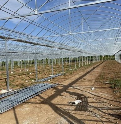 Large Aquaculture Tomato Cucumber Strawberry Hydroponics Greenhouse with High Yield