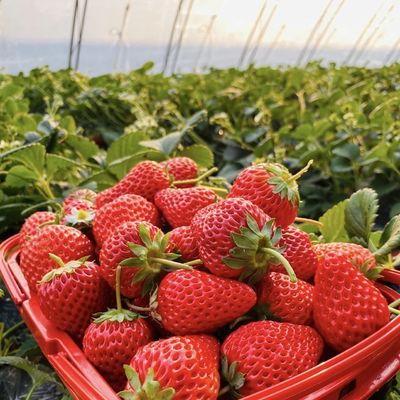 Tunnel Greenhouse for Vegetables and Tomatoes Package Size 50.00cm * 60.00cm * 50.00cm