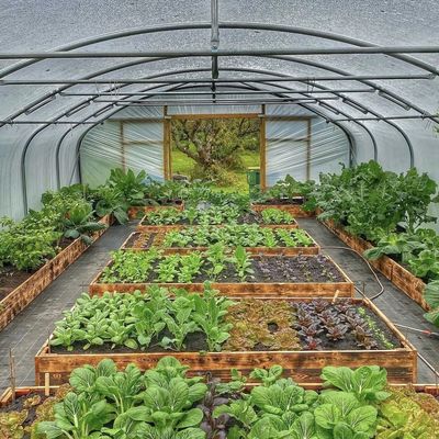 Chinese Origin Single-Span Arches Greenhouse US Currency for Commercial Applications
