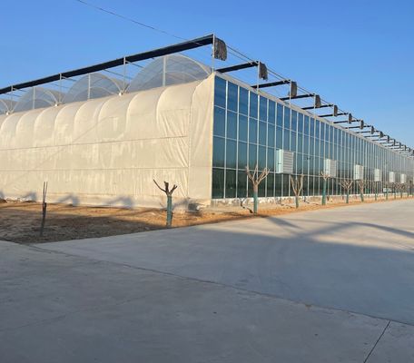 Tomato/Strawberry/Lettuce Multi-Span Commercial Greenhouse with Plastic Film Cover