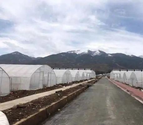 Tomato/Strawberry/Lettuce Multi-Span Commercial Greenhouse with Plastic Film Cover
