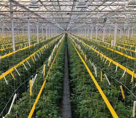 Tomato/Strawberry/Lettuce Multi-Span Commercial Greenhouse with Plastic Film Cover