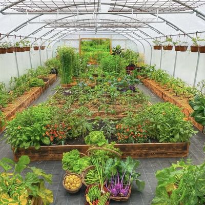 50.00cm * 60.00cm * 50.00cm Package Size for Tunnel Greenhouse Hydroponic System