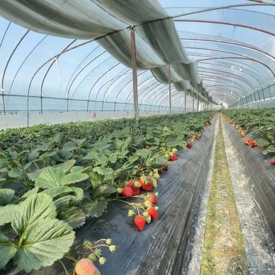 50.00cm * 60.00cm * 50.00cm Package Size for Tunnel Greenhouse Hydroponic System