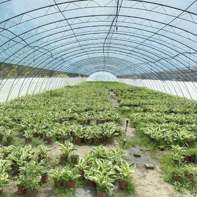 Full Payment Commercial Greenhouse for Tomatoes and Strawberries in Water Pipe Tunnel