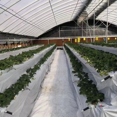 Full Payment Commercial Greenhouse for Tomatoes and Strawberries in Water Pipe Tunnel
