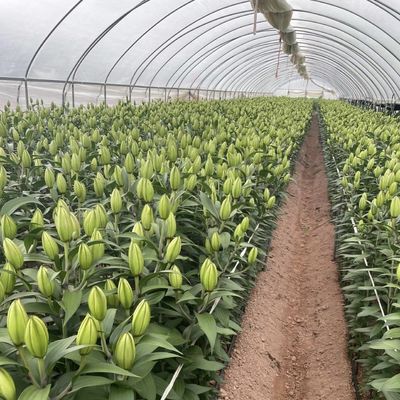Full Payment Commercial Greenhouse for Tomatoes and Strawberries in Water Pipe Tunnel