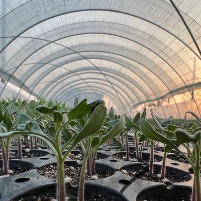 Package Size 50.00cm * 60.00cm * 50.00cm Tunnel Greenhouse for Agriculture and Vegetables