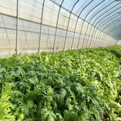 Package Size 50.00cm * 60.00cm * 50.00cm Tunnel Greenhouse for Agriculture and Vegetables