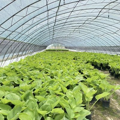 Package Size 50.00cm * 60.00cm * 50.00cm Tunnel Greenhouse for Agriculture and Vegetables