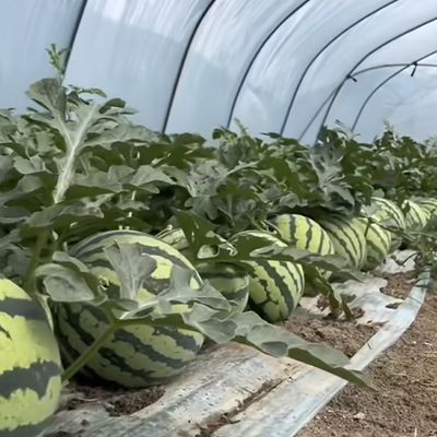 Package Size 50.00cm * 60.00cm * 50.00cm Tunnel Greenhouse for Agriculture and Vegetables