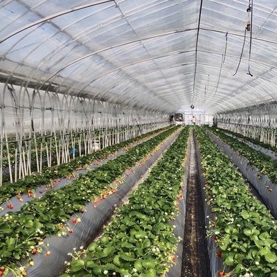 Large Affordable Hydroponic Tunnel Greenhouse Solution Package Gross Weight 20.000kg