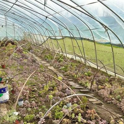 Large Affordable Hydroponic Tunnel Greenhouse Solution Package Gross Weight 20.000kg
