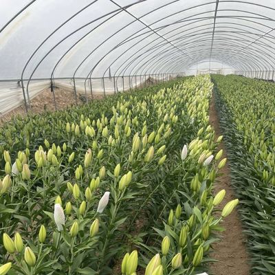 Large Affordable Hydroponic Tunnel Greenhouse Solution Package Gross Weight 20.000kg